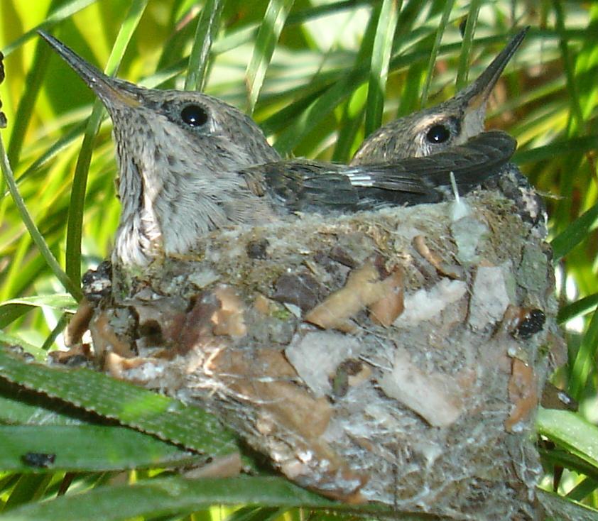 Humming Bird